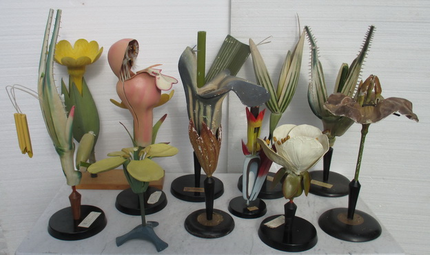antique botancal models of flowers Brendel Somso