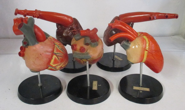 antique anatomical model different hearts