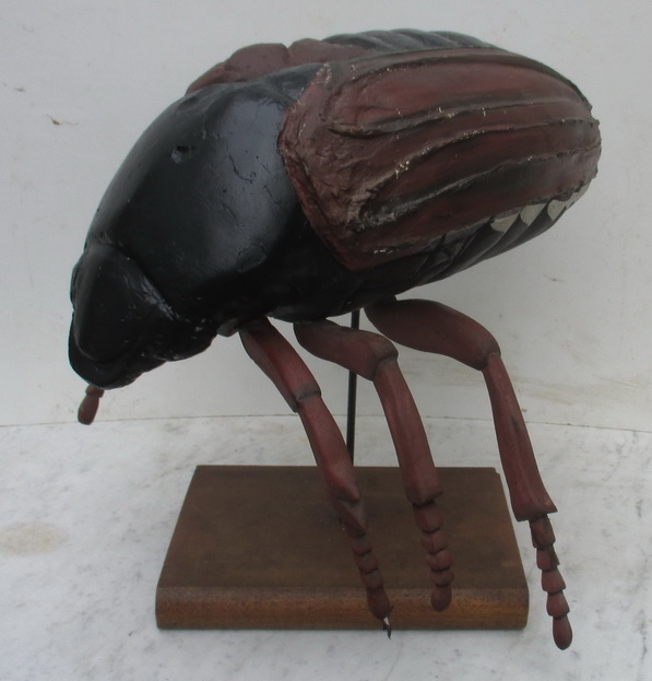 antique anatomical model beetle