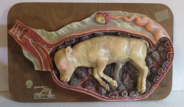 antique anatomical model calf in his womb Somso