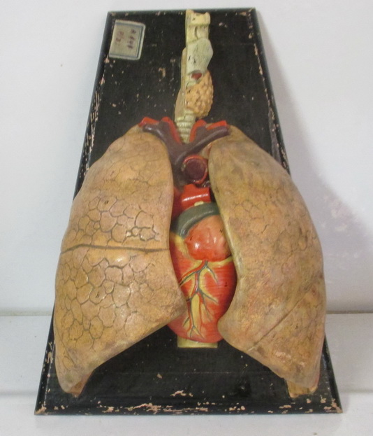 anatomical model of the lungs with heart