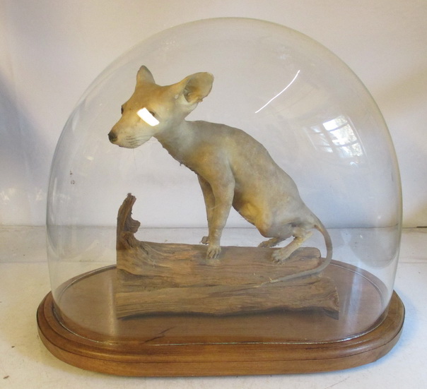 antique stuffed naked hund under dome