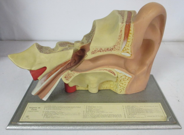 antique anatomical model ear plaster Somso