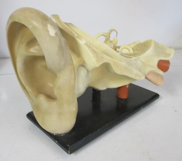 antique anatomical model ear