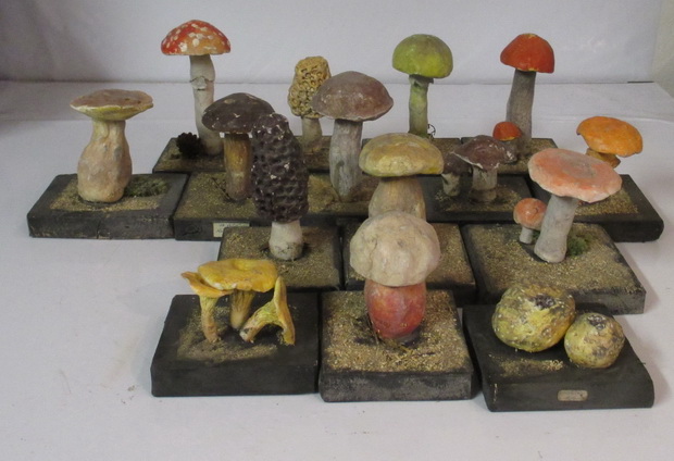 antique botanical models mushrooms plaster gipsum