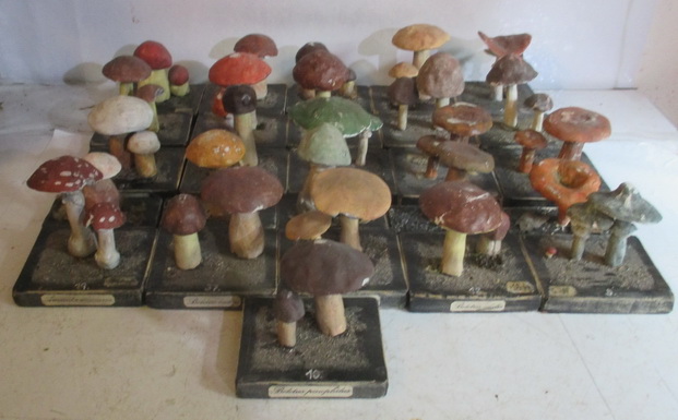 antique botanical models mushrooms