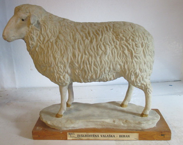 antique anatomical model sheep