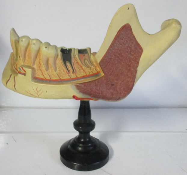 antique anatomical model of teeth on wooden base