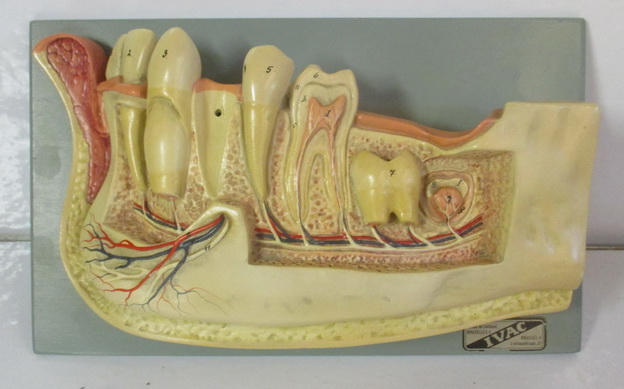 antique anatomical model of the teeth