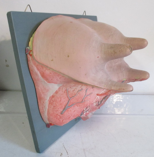 vintage anatomical model of an udder cow